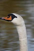 ein weißer Schwan am Abend foto