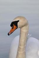 ein weißer Schwan am Abend foto