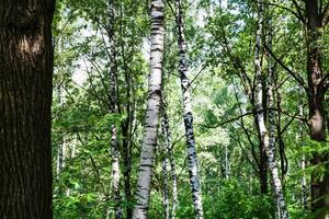 Birken und Eichen im grünen Wald am Sommertag foto