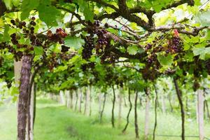 rote Traube am Weinstock foto