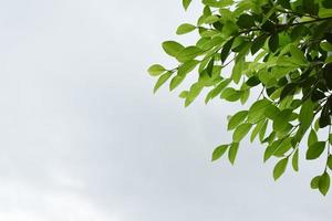 ficus benjamina zweige und blätter, weicher und selektiver fokus, verschwommene wolken und blauer hintergrund. foto