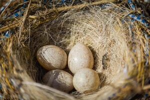 kleine Vogeleier im Nest foto