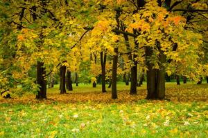 Goldener Herbst im Stadtpark foto