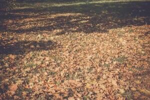 Herbstlaub auf dem Boden retro foto