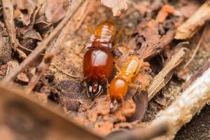 Termiten helfen beim Entladen von Holzspänen. foto