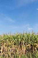 Maiskolben auf einem Feld im Sommer foto