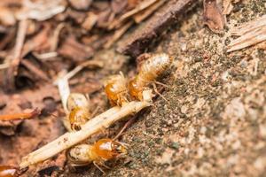 Termiten helfen beim Entladen von Holzspänen. foto