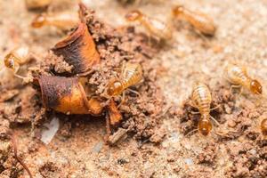 Termiten helfen beim Entladen von Holzspänen. foto