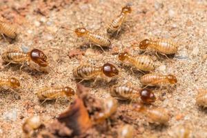 Termiten helfen beim Entladen von Holzspänen. foto