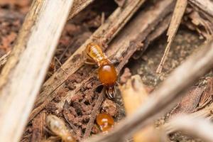 Termiten helfen beim Entladen von Holzspänen. foto