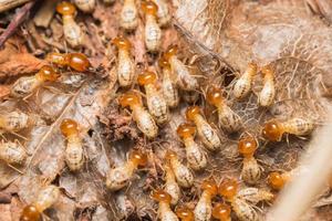 Termiten helfen beim Entladen von Holzspänen. foto