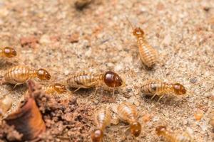 Termiten helfen beim Entladen von Holzspänen. foto