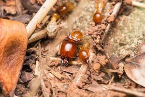 Termiten helfen beim Entladen von Holzspänen. foto