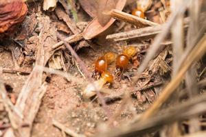 Termiten helfen beim Entladen von Holzspänen. foto