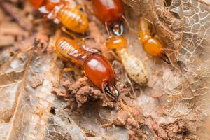 Termiten helfen beim Entladen von Holzspänen. foto