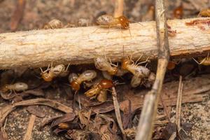 Termiten helfen beim Entladen von Holzspänen. foto