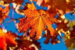 schöner herbsttag im herbst. foto