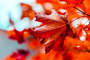 schöner herbsttag im herbst. foto