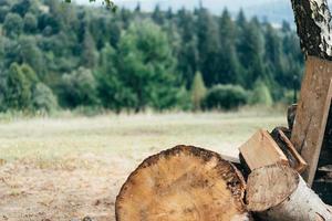 eine Lichtung im Wald mit gefaltetem Brennholz foto