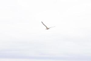 einzelne Möwe mit voll ausgebreiteten Flügeln. bewölkter Himmel mit Blaustich. schöner vogel, der durch die luft gleitet, wahrscheinlich auf der suche nach nahrung. weiße und braune Federn zu sehen. foto