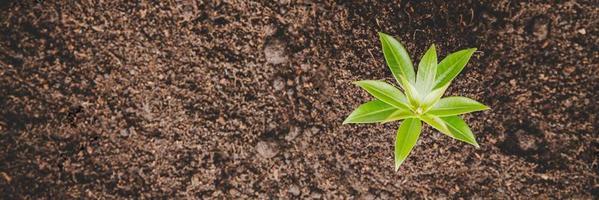 junges kleines grünes neues lebenswachstum auf dem boden in der ökologienatur. Pflanzen Sie Bäume und züchten Sie Setzlinge und schützen Sie den Garten in der Erde am Weltumwelttag. entwicklung umwelt-landwirtschaftskonzept foto