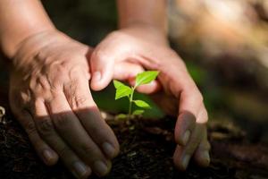 Schmutzige Hände pflegen am Weltumwelttag Bäume in der Erde zu pflanzen. junges kleines grünes neues lebenswachstum auf dem boden in der ökologienatur. mensch züchtet sämlinge und schützt im garten. Landwirtschaftskonzept foto