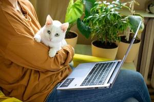 die weiße katze schläft ruhig in den armen der gastgeberin vor dem laptop.das konzept der arbeit zu hause foto