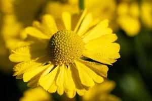 Helenenblume, Helenium foto