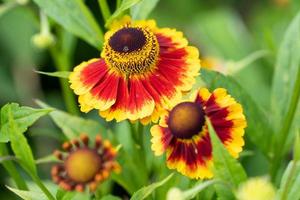 Helenenblume, Helenium foto