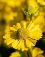 Helenenblume, Helenium foto