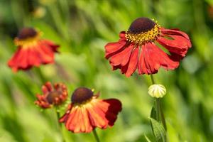 Helenenblume, Helenium foto