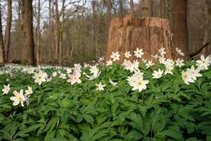 Windblume, Anemone nemorosa foto