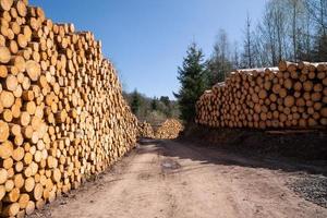 Forstwirtschaft, Holzstapel und Fußweg foto