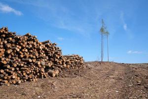 Waldsterben, gerodeter Wald in Deutschland foto