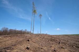 Waldsterben, gerodeter Wald in Deutschland foto