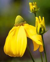 glänzender sonnenhut, rudbeckia nitida foto