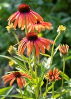 Sonnenhut, Echinacea purpurea foto