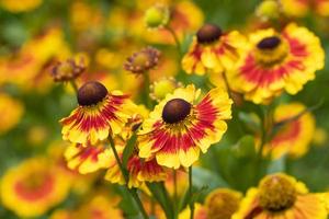 Helenenblume, Helenium foto