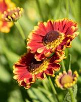 Helenenblume, Helenium foto