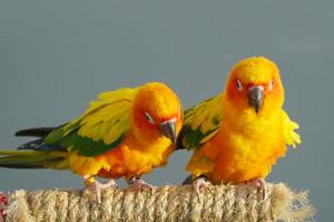 2 sonnensittiche oder vogelpaar schön, papagei, der in die kamera schaut, hat gelb auf unscharfem naturhintergrund aratinga solstitialis exotisches haustier liebenswert, beheimatet in amazonas foto