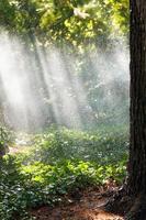 starker regen im wald am sonnigen herbsttag foto