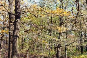 Eichenzweig mit gelben Blättern im Wald foto