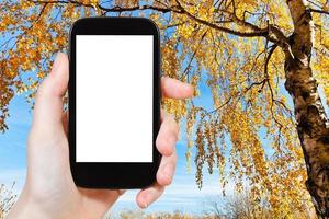 Smartphone und gelbe Birke im Herbst foto