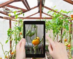 Touristenfotos von Tomaten im Gewächshaus foto