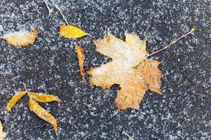 Gefrorene orange gefallene Blätter unter dem ersten Schnee foto