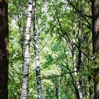 Birken und Eichen im dichten Wald im Sommer foto