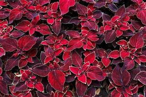 dekorative rote Coleus-Blätter foto