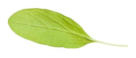 Rückseite des Blattes der frischen Majoran-Pflanze isoliert foto