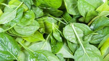 Nasse grüne Blätter von Spinatkraut hautnah foto