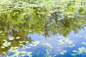 Teich überwuchert von Seerosenblättern im Wald foto